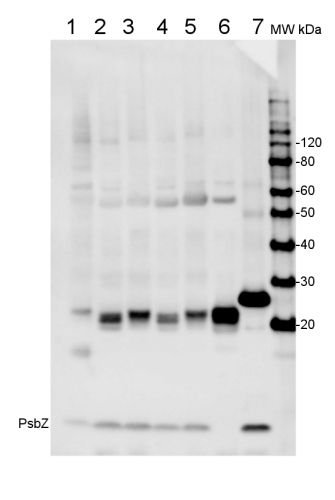Western blot detection using PsbZ antibody